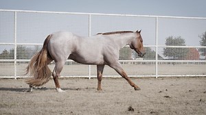 He's on 🔥🔥🔥🔥 VS The Fireman is by $2 million sire, Machine Made, and out of the great mare, VS Lady In Red! AQHA World Champion Multiple NSBA World Champion Multiple Congress Champion Owned by Kristen Galyean and standing at EE Ranches | Superlative Equine