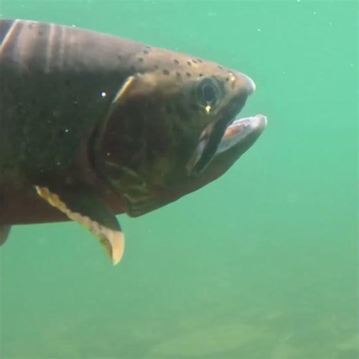 18-inch Cutthroat Trout on a Fly Rod