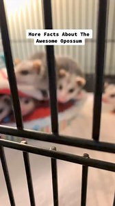 1.1K views · 26 reactions | Some facts about the awesome opossum. I actually created this video three years ago as one of my first educational videos, and three years later, I am still in awe of these incredible marsupials.❤️ #awesomeopossum #opossum #wildliferescue | Wild For Life inc. | Facebook