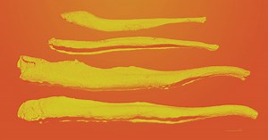 Penis Bone Study Shows Why Some Animals Have a Baculum (But Not Humans)