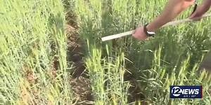 Kansas wheat crop falling well short of previous hopes due to drought