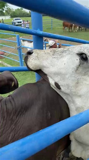 Es un honor ser testigo de los programas estatales que benefician a nuestras productoras y productores cardenenses. Con el Programa de Crédito Ganadero a la Palabra, la producción agrícola generará grandes resultados para todas y todos. ¡Enhorabuena para los beneficiarios! 🤝🏻🐂🐄👨‍👩‍👧‍👦