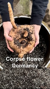 19K views · 956 reactions | Corpse flower dormancy! - #plantreel #plantreels #amorphophallus #aroid #araceae #aroidaddicts #aroidlover #plants #plantsmakepeoplehappy #plantsmakemehappy #plantlover #plantsofinstagram #rareplants #flowers #bloom #nofilter #flowerstagram #nature #plant #plants #rustyexotics | RustyExotics Nursery | Facebook