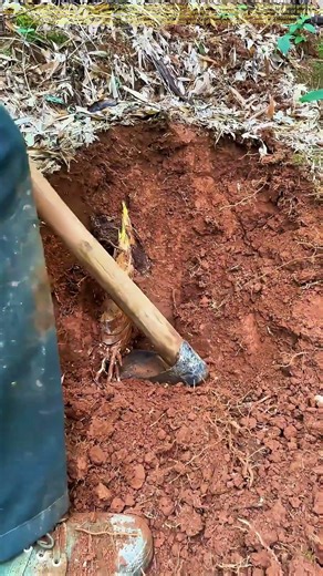 Unearthing Nature’s Bounty: The Art of Harvesting Bamboo Shoots