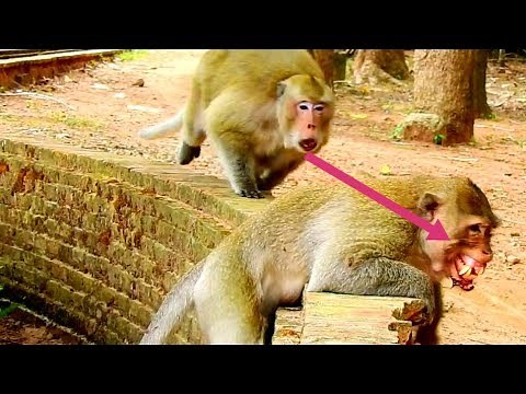 Millions sad, Poor Wild monkey _ King Ballu Bite until Serious injury _ Can't walk Now.