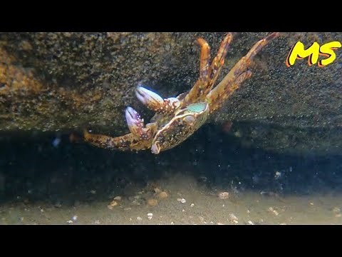 Discover the Fascinating Creatures that Live in Australian Rock-Pools!