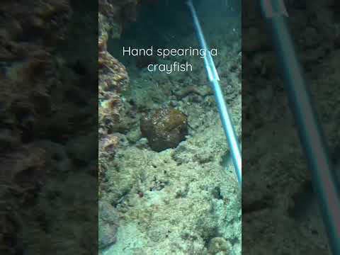 Spearing a lobster #spearfishing #freediving #fishing