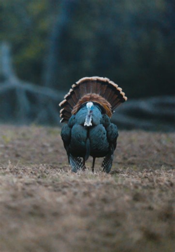 Exploring Tail Fan Behavior of Turkeys
