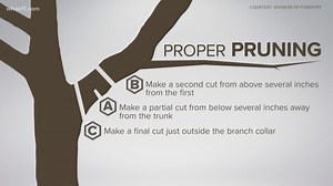 How to salvage your damaged trees