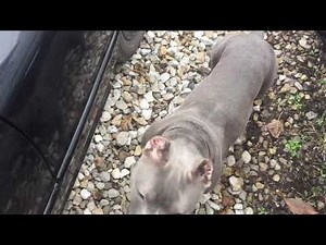 Cold start/Hard start diagnosis 6.5 TD