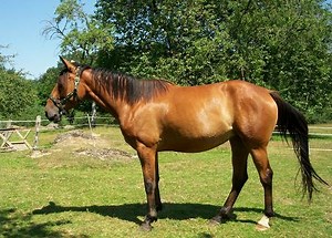 French Trotter Horse Info, Origin, History, Pictures
