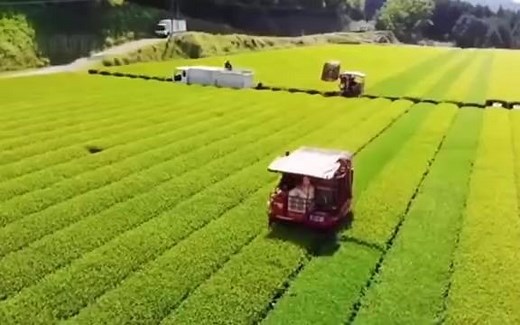 日本茶叶种植与采收