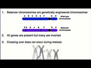 Balancer Chromosomes