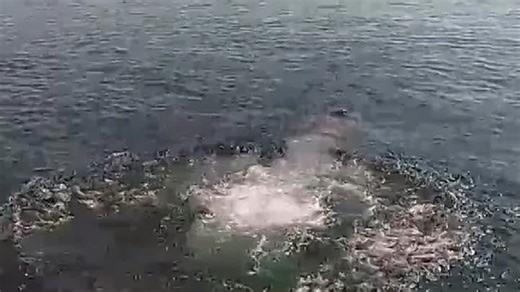 2021-07-21-153407259.mp4