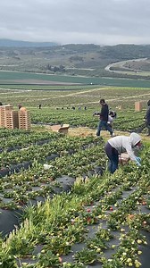 Así se trabaja en la pizca de fresas 🍓 en california | El sueño americano