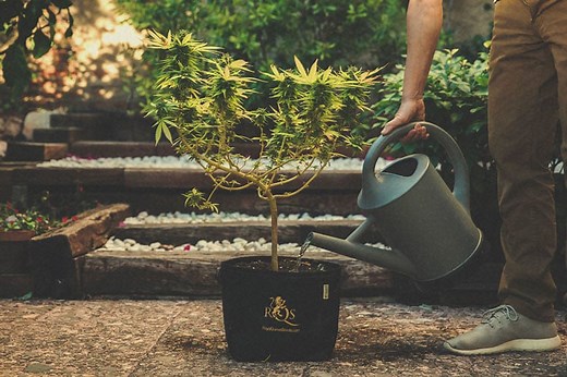How and When to Flush Marijuana Plants