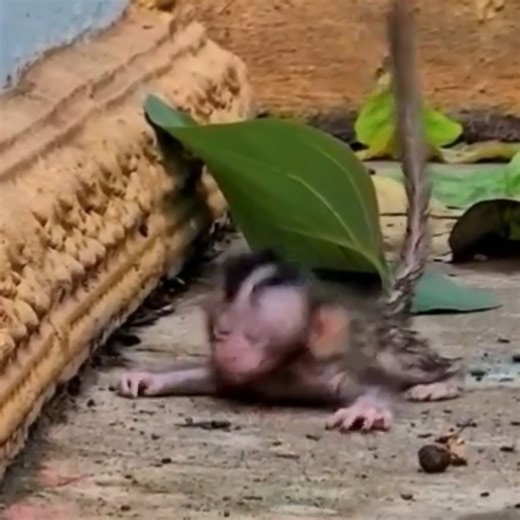 11K views · 218 reactions | A baby monkey, having just fallen from a tree to the ground, was attacked by many ants | Monkey Bibi | Facebook