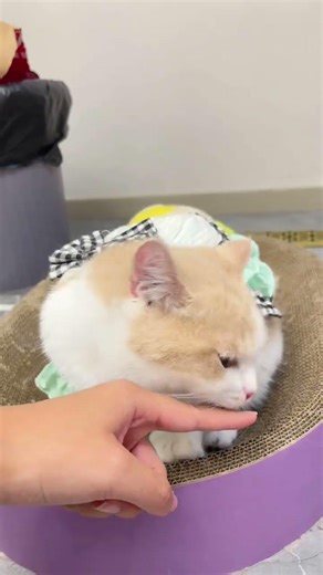 Clever Cat Unlocks Code, Sees Through Everything - Smart Tech in Action