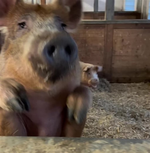 Pictures of Pigs on the Farm