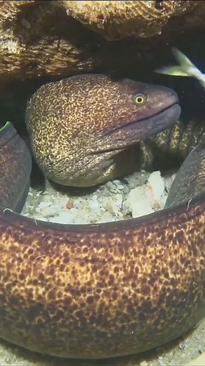 #fishinglife #spearfishing #fishingfrontier #amazing #sealife #fyp | Fishing Frontier