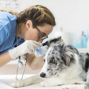Parasites in Dogs: Symptoms, What are they? Treatments and more ▷➡️ Postposmo