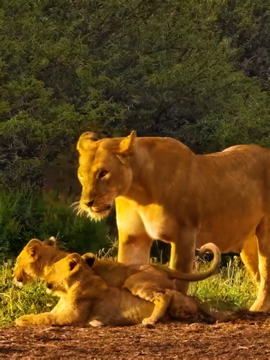 World Wildlife Day 🌍 Real wildlife. No scripts. No retakes. Just the wild, as it is - live on Africam. 🐘 #WorldWildlifeDay #LiveWild #Africam