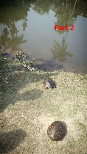 🐢 কচ্ছপ ছাড়ার সুন্দর মুহূর্ত🎣 | village fishing video | fishing video | traditional fishing #fishing