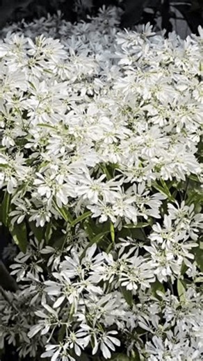 clip-3983320711-tuban-indonesia---january-saturday-2026-close-up