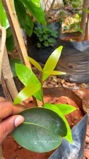 Every plant lover needs to know this|rootstock vs scion#homegarden #explorepage #plantinfo