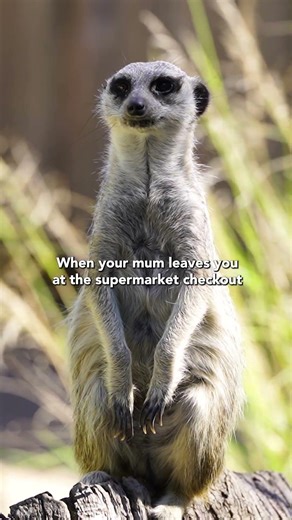 Mum?! #symbiowildlifepark #zoo #animalkingdom #wildlife