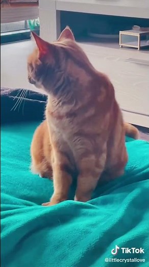 Cats Doing Funny Things Compilation 😻 Cats being... CATS #shorts