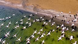 Aerial view of a huge colony of lesser flamingos Phoenicopterus...