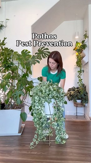 67K views · 6.9K reactions | Giving my plants a spring cleaning over...