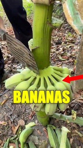 This Is How Bananas Are Made 🍌