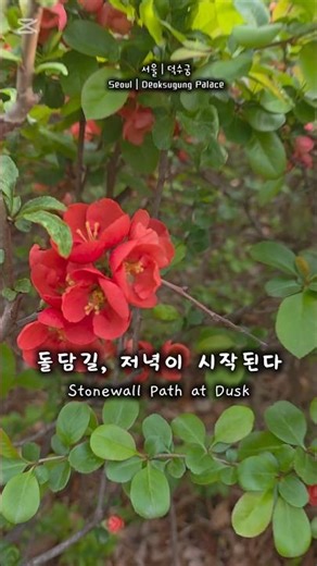 서울에서 가장 걷기 좋은 시간 (덕수궁 돌담길)#덕수궁 #서울여행 #서울가볼만한곳 #봄산책 #힐링영상 #돌담길 #Deoksugung #SeoulTravel #Shorts