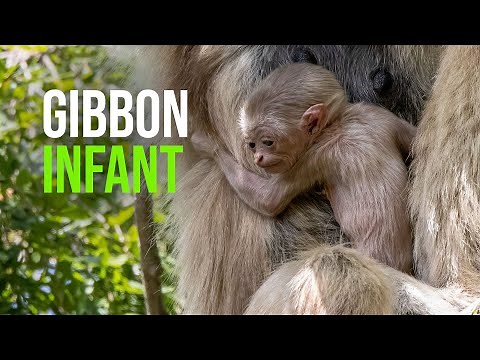 Oakland Zoo Welcomes New Bundle of Joy, Birth of Baby Gibbon