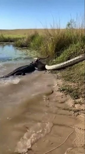 Alligator vs Python – Brutal Reptile Battle in the Wild (Shocking Footage)