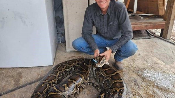 Python hunter Carl Jackson wrestles a 202-pound Burmese python.