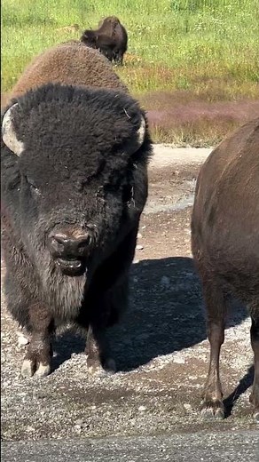 🌾 What Do Bison Eat?