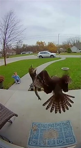 Unbelievable! Cat Protects Baby From Hawk Attack