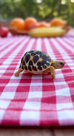 A radiated tortoise hatchling embarks on the slowest adventure ever across a picnic table. The camera speeds up time-lapse style to capture its determined march—until it heroically bumps into a fruit bowl and stops like it just conquered Mount Everest. | Daily Clippy