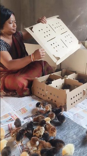 How to prepare brooding | How to start poultry farming | Brooding Chicks Management