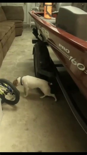 Leaving Your Jack Russell Home Alone Tip #2: Don't Leave Stuff Laying Around