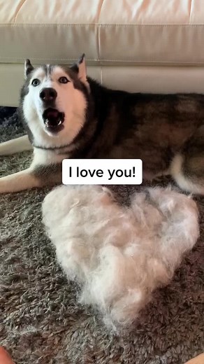 Creating a Heart from Husky Fur: Meeka's Cute Reaction
