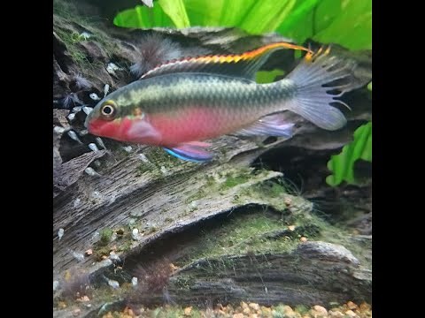 Reproduction pelmato (Pelvicachromis pulcher)