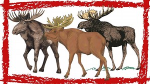 Moose (Alces Alces) Sounds Moose Video Moose Calling Moose Noises & Scream Moose Roar