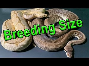 Ball Python Breeding Size