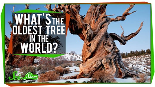 What's the oldest tree in the world?