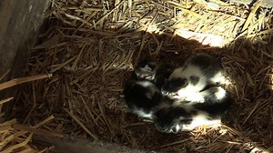 3.9K views · 54 reactions | Found a litter of kittens? Here’s what to...