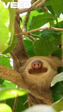 Sloth : சோம்பேறி கரடி பற்றி நீங்கள் அறியாத ஆச்சரியமான தகவல்கள்! #tamilshorts #facts #sloth #animals